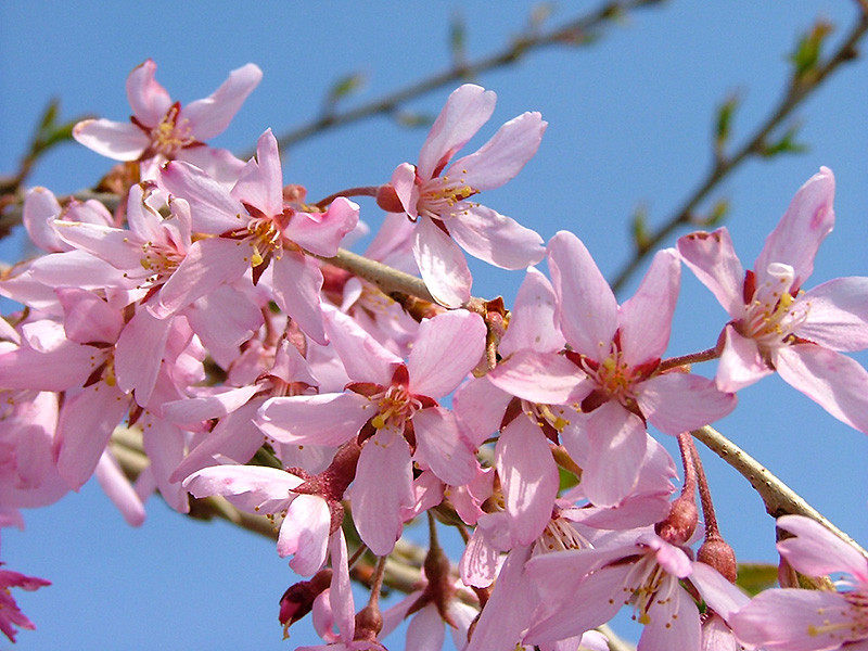Pink Snow Showers Weeping Cherry #15 14818