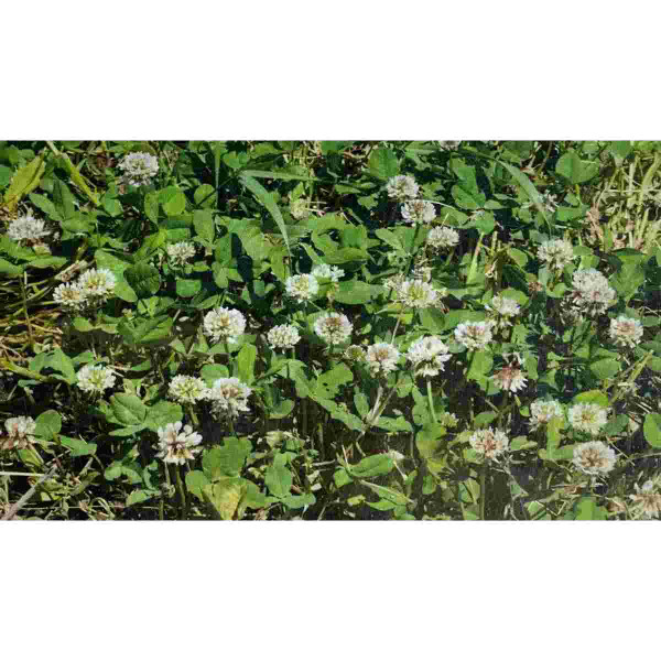 Bulk White Dutch Clover Seed 1lb 14934
