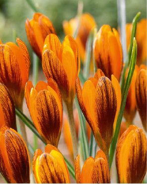 Crocus Orange Monarch Bulk 15165