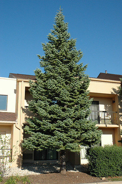 White Fir #5 16079