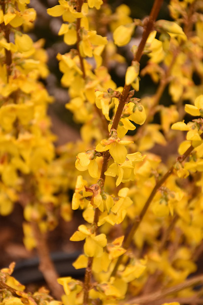 Show Off&reg; Forsythia #2 16284