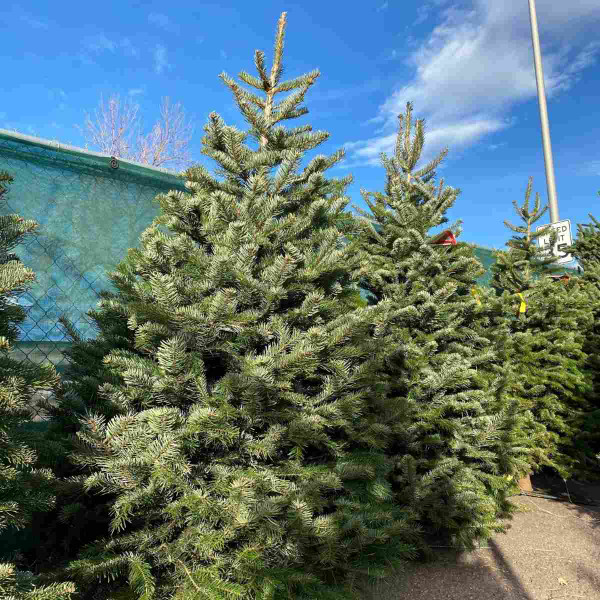 FRESH CUT NORDMAN FIR 7-8 FT 16374