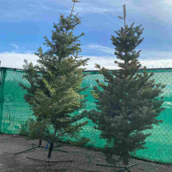 FRESH CUT WHITE FIR 9-10 FT 16387