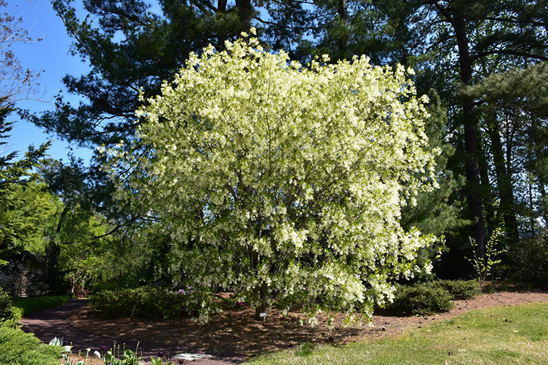 White Fringetree #7 16391