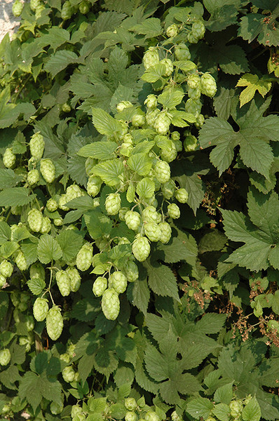 Hops 'Nugget' #1 17092