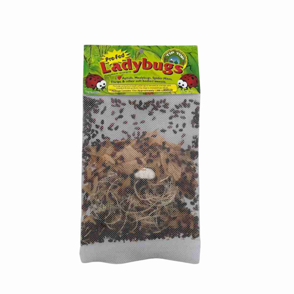 Ladybugs in Mesh Bag1500 17932