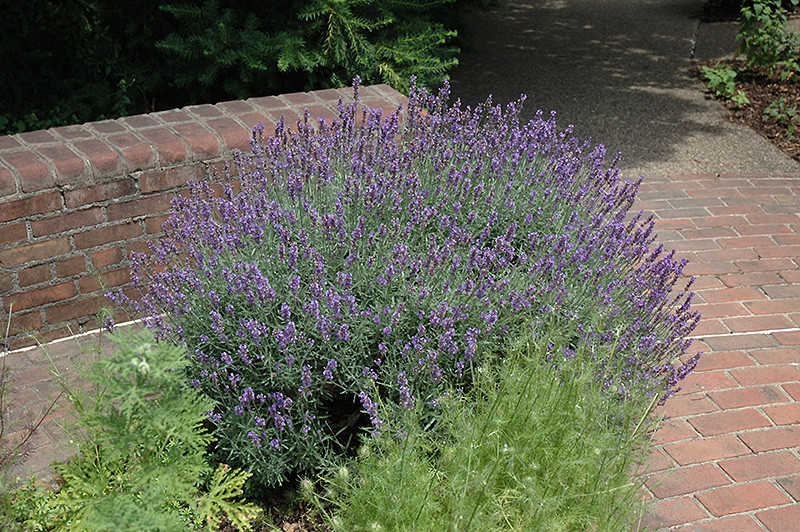 English Lavender #2 17971