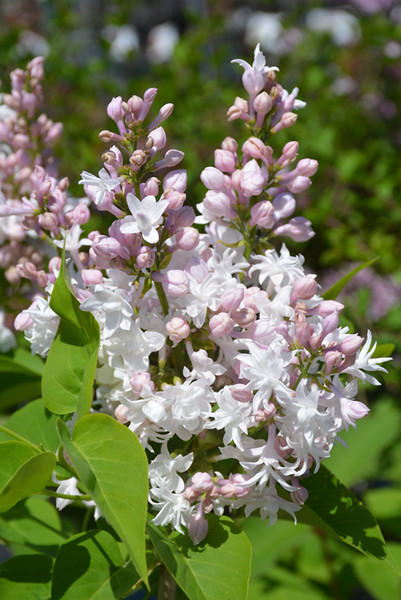 Beauty of Moscow Lilac #2 18042