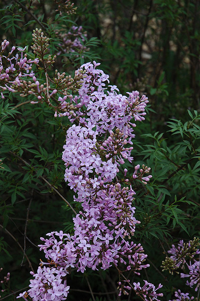 Cutleaf Lilac #2 18050