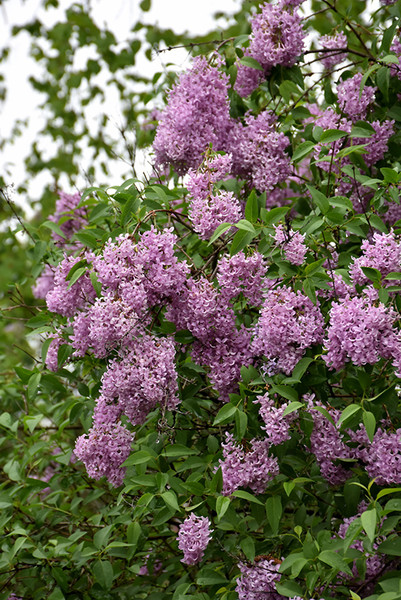 Persian Lilac #5 18063