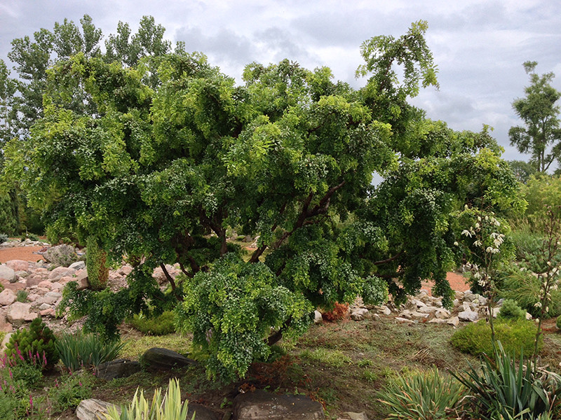 Twisted Baby Black Locust #5 18171