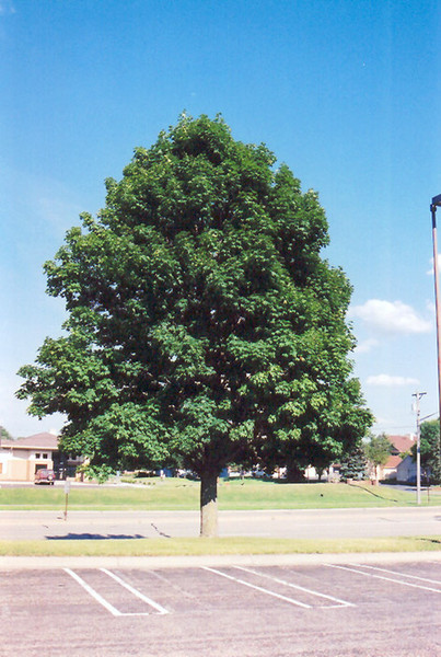 Emerald Queen Norway Maple #7 18707