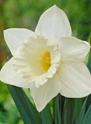 Narcissus Bulb Mount Hood 10pp 19371