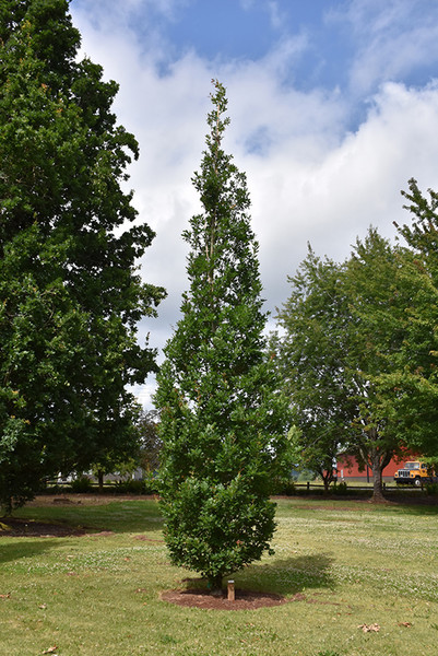 Streetspire Oak #7 19534