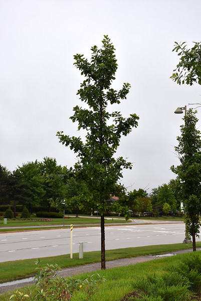 Urban Pinnacle Bur Oak #7 19535