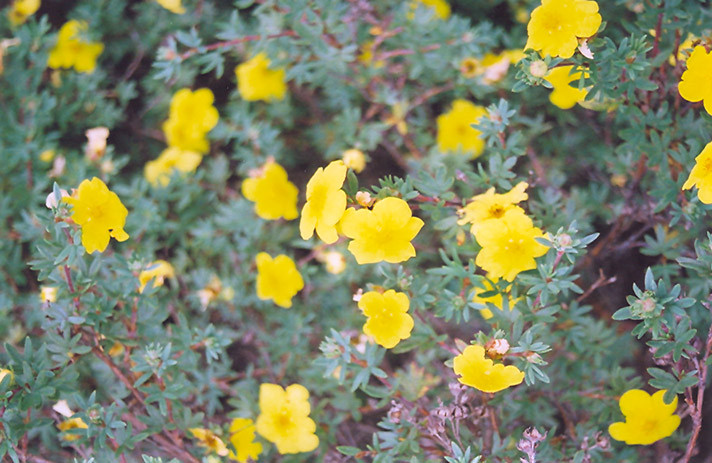 Yellow Gem Potentilla #2 20075