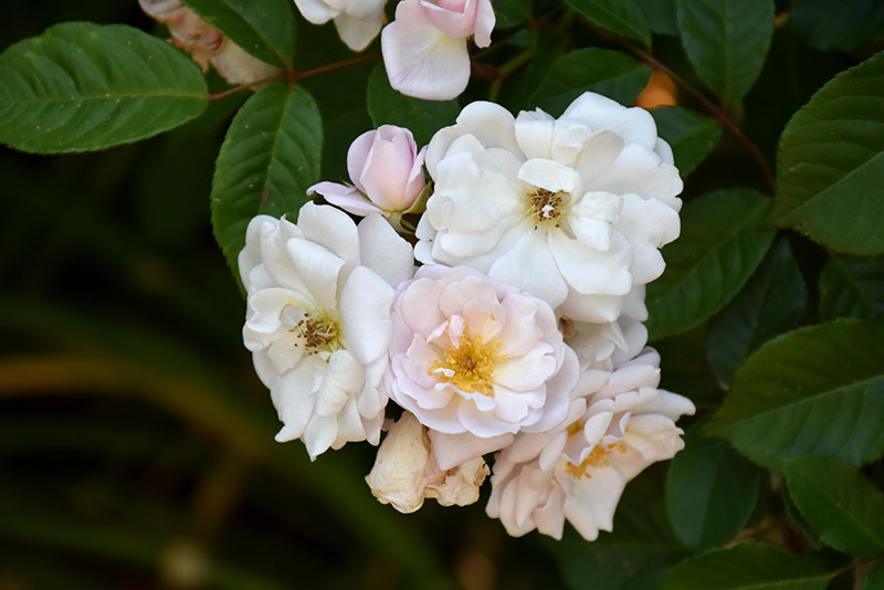 Marie Pavie Rose 20649