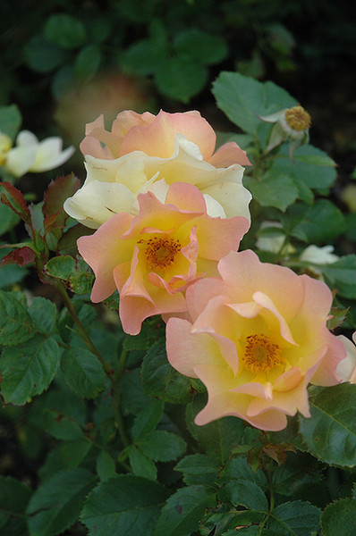 Morden Sunrise Rose #2 20657