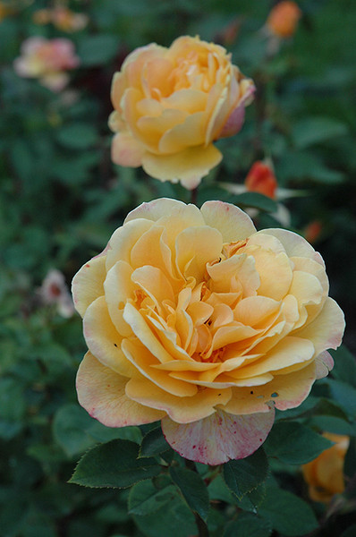 Strike It Rich Rose #5 20673
