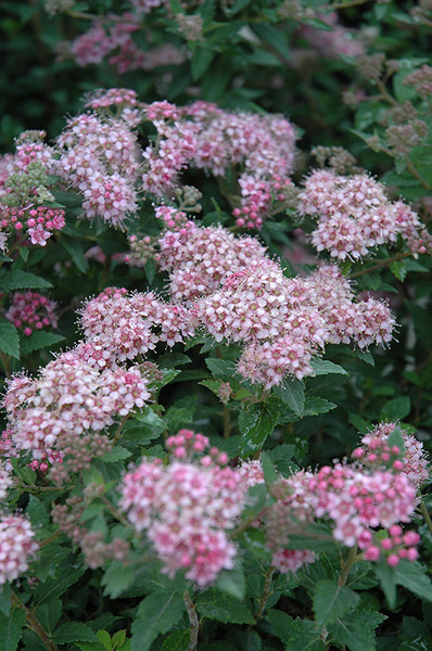 Daphne Spirea #5 21342
