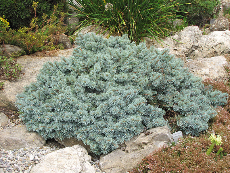 St. Mary's Broom Creeping Blue Spruce #5 21432