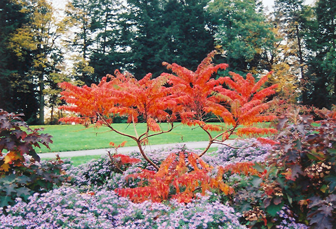 Cutleaf Staghorn Sumac #5 21514