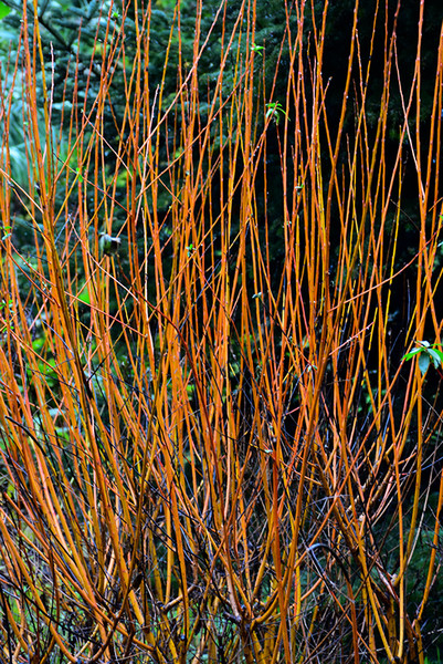Flame Willow #5 22520