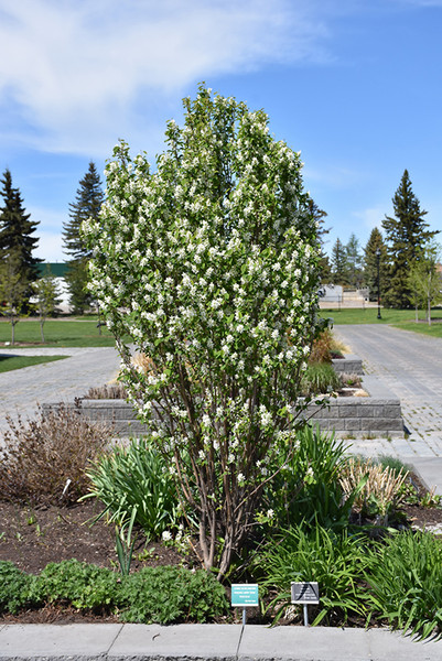 Standing Ovation Saskatoon Berry #3 30102