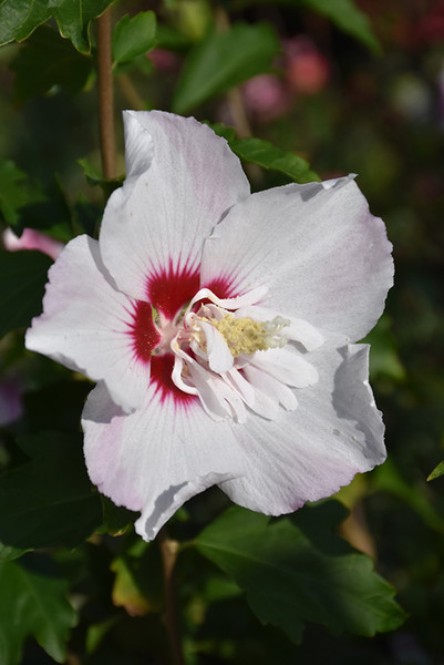 Fiji Rose of Sharon #3 30112