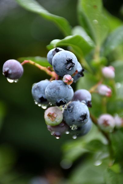 Bonus Blueberry #1 30464