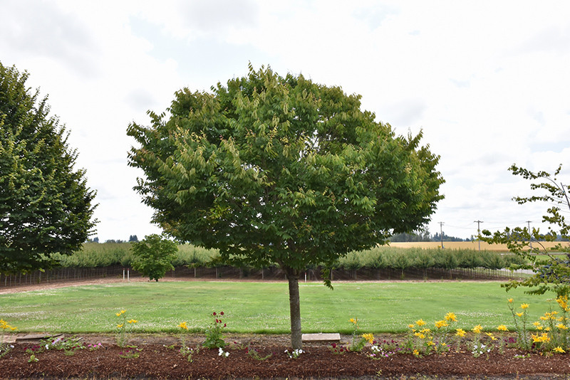 City Sprite Zelkova #7 30492