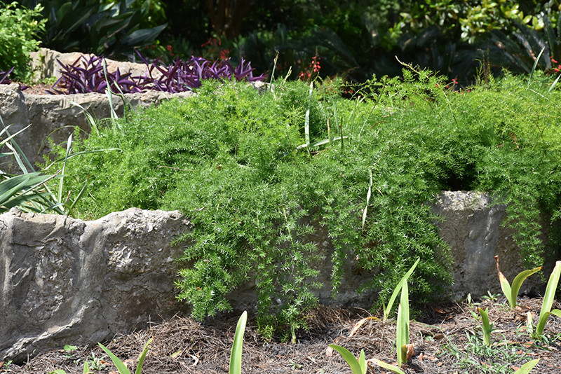 Sprengeri Asparagus Fern 8in 30518