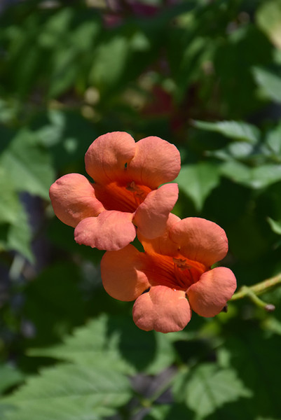 Indian Summer Trumpetvine #2 30681