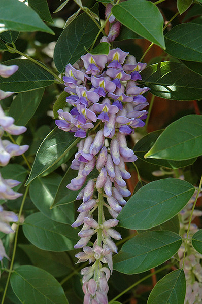 Summer Cascade&trade; Wisteria #2 30682