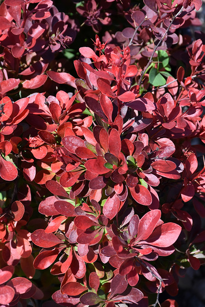 Cherry Bomb Japanese Barberry #5 30698