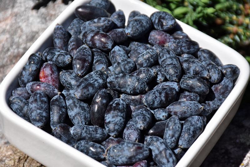 Borealis Honeyberry 31265