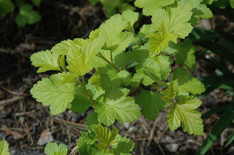 Ninebark Native Common #2 31926