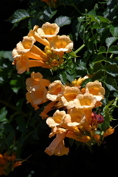 Yellow Trumpetvine #1 31934