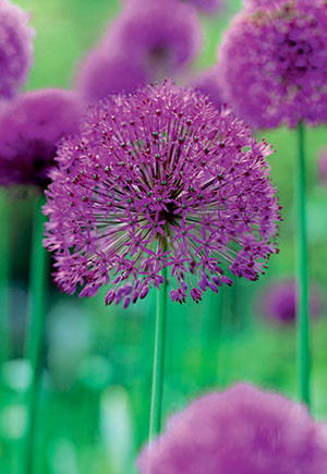Allium Purple Sensation 8pp 36719