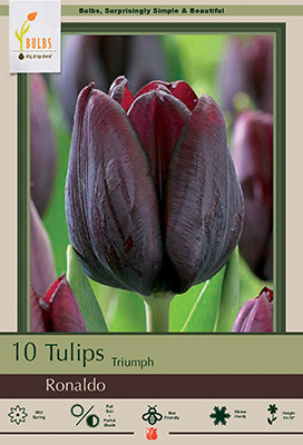 Tulip Bulb Ronaldo 10pp 36724