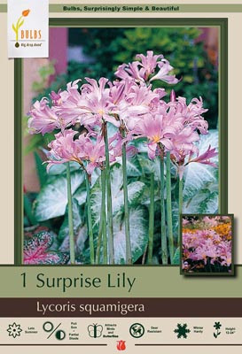 Lily Bulb Squmigeria Pink 36739