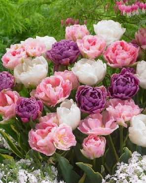Netherland Tulip Double Dutch Blend 12pp 36789