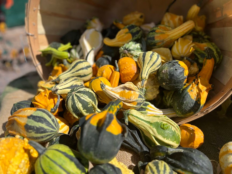 Small Gourds 36871