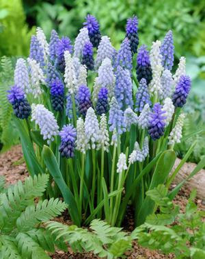Netherland Muscari Blue Blend 36984