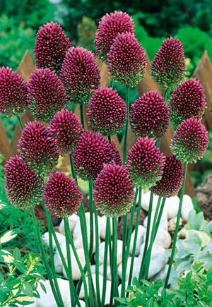 Nthrlnd Allium Drumsticks 36985