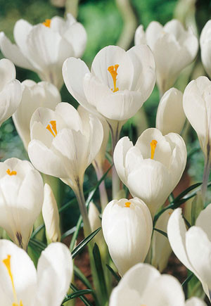 Nthrlnd Crocus Joan of Arc 36986