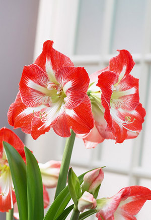 Netherland Amaryllis Minerva 1pp 36990