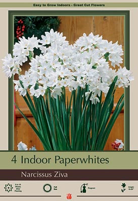 Narcissus Ziva 36996