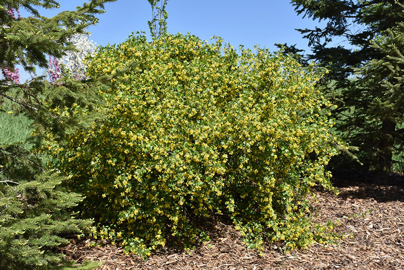 Currant Gwens Buffalo #1 37656