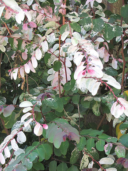 Breynia Snow Bush 4In 39037